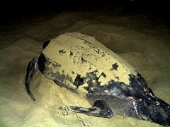 Dermochelys coriacea
