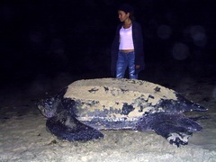 Dermochelys coriacea