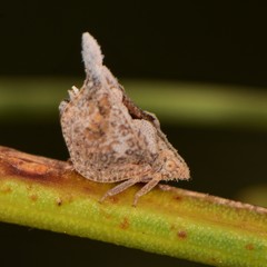 Mistharnophantia