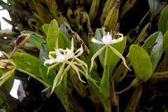 Epidendrum oerstedii image