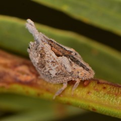 Mistharnophantia