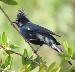 Phainopepla nitens
