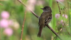 Empidonax albigularis