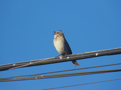 Zonotrichia capensis chilensis