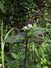 Tripogandra serrulata