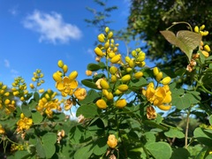 Senna bicapsularis