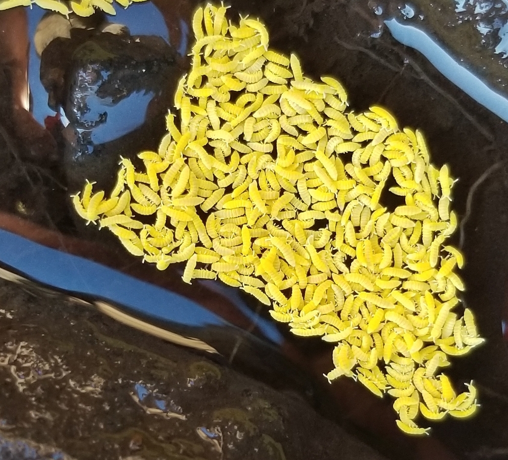 Golden Snow Flea