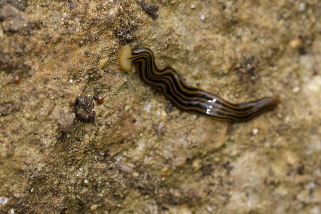 Bipalium muninense