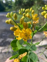 Senna bicapsularis