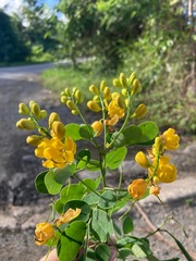 Senna bicapsularis