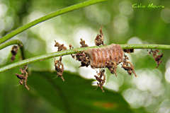Stenophylla cornigera