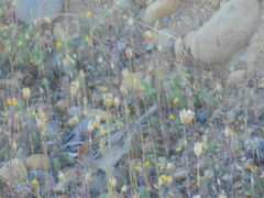 Zonotrichia capensis chilensis