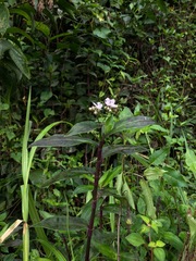 Tripogandra serrulata