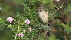 Empidonax albigularis