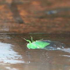 Chlorocysta vitripennis