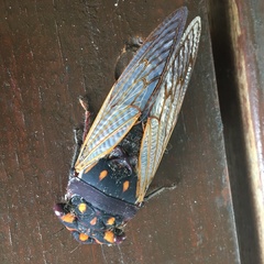 Macrotristria angularis