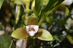 Maxillariinae