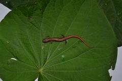 Chiropterotriton nubilus