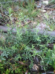 Glandora prostrata