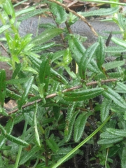 Glandora prostrata