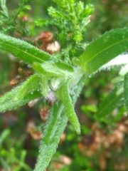 Glandora prostrata