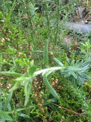 Glandora prostrata