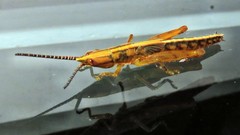 Copiocerinae