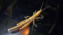 Copiocerinae