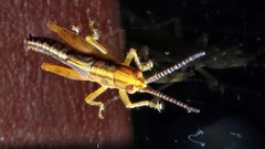 Copiocerinae