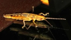 Copiocerinae