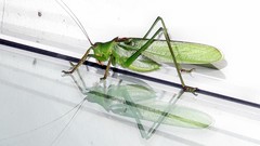 Megatympanon speculatum