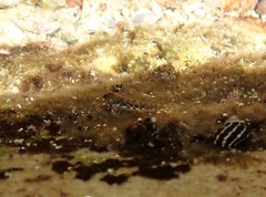 Lepidoblennius haplodactylus