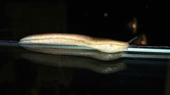 Meghimatium pictum