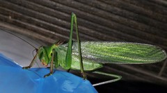 Megatympanon speculatum