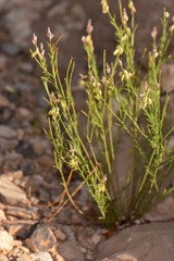Polygala scoparioides