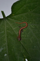 Chiropterotriton nubilus