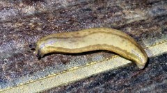 Meghimatium pictum