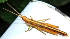 Copiocerinae