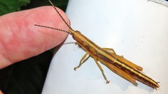 Copiocerinae