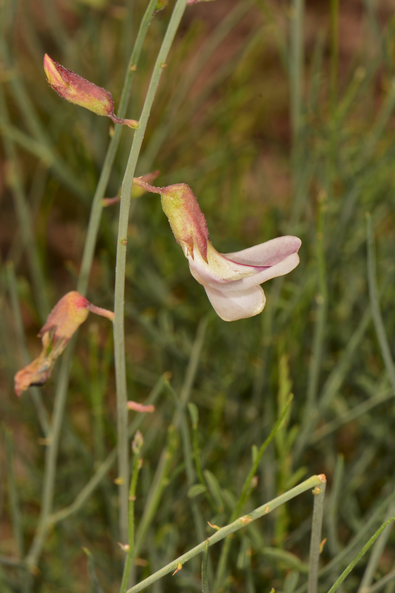 Peteria scoparia