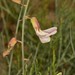 Peteria scoparia - Photo (c) Jason M Crockwell, alguns direitos reservados (CC BY-NC-ND), uploaded by Jason M Crockwell