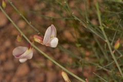 Peteria scoparia