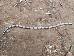 Micrurus corallinus