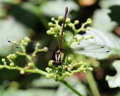 Austroargiolestes chrysoides