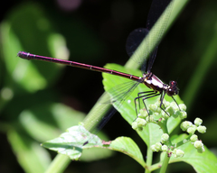 Austroargiolestes chrysoides