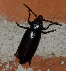 Nothopleurus madericus