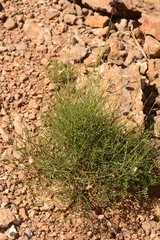 Peteria scoparia