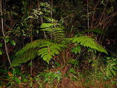 Cyathea microdonta