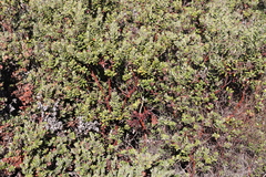 Arctostaphylos pumila
