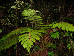 Cyathea microdonta